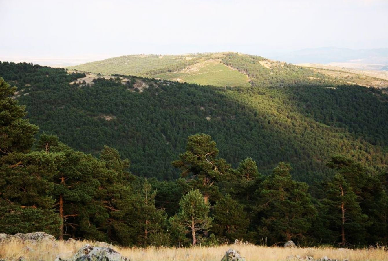 Bosques de Noguera