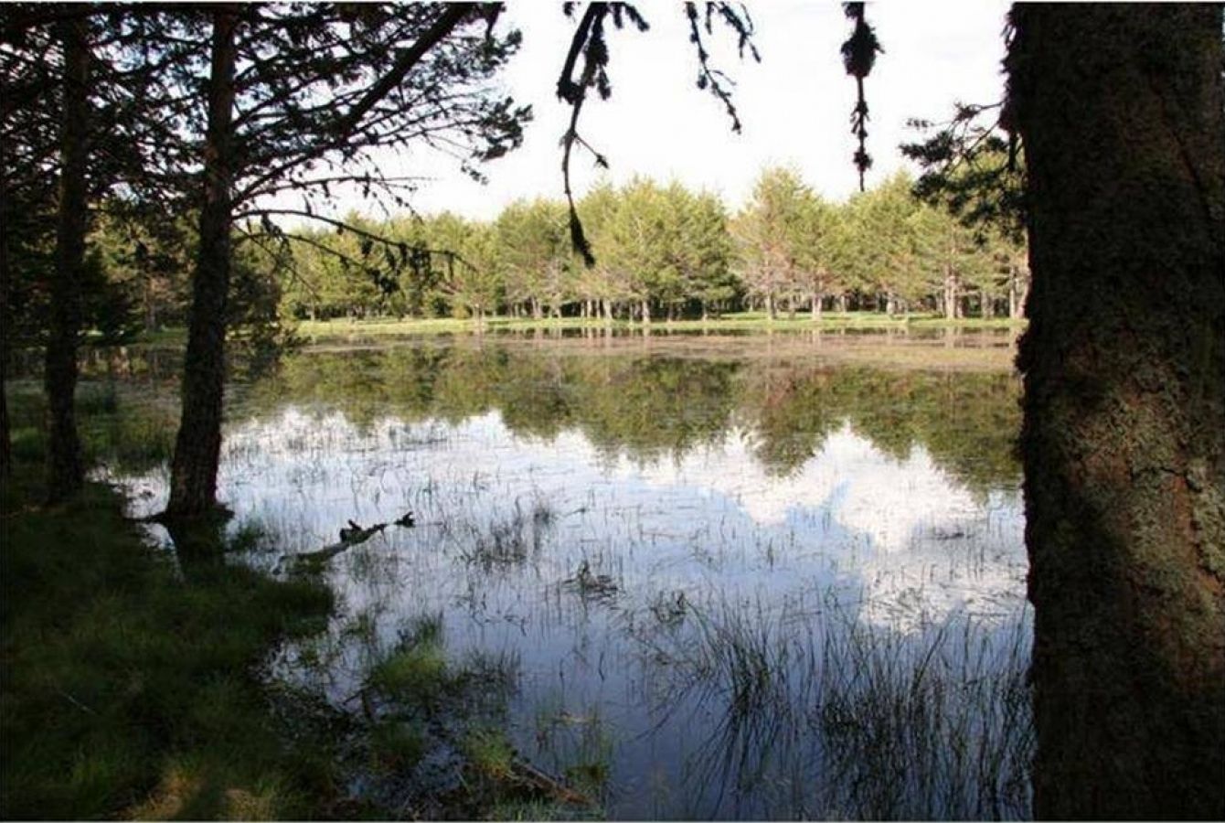Laguna noguera